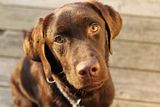 Chocolate-Lab-2.jpg image by SwtDreamer82